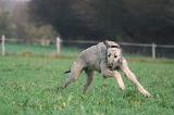 IRISH WOLFHOUND 258